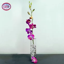 Single Purple Dendrobium Orchid With Vase